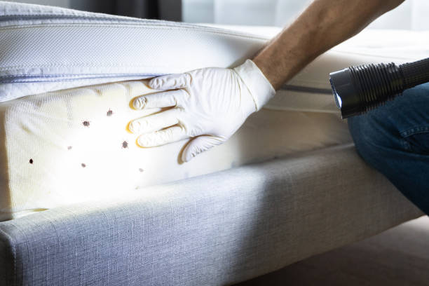 Reliable Southside, AR Pest Control Solutions