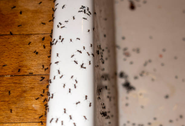 Best Commercial Pest Control Services  in Southside, AR